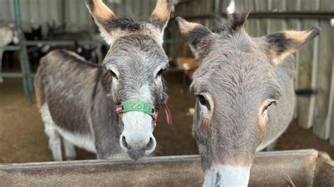 safe haven for donkeys in the holy land|This is to let everyone know that .